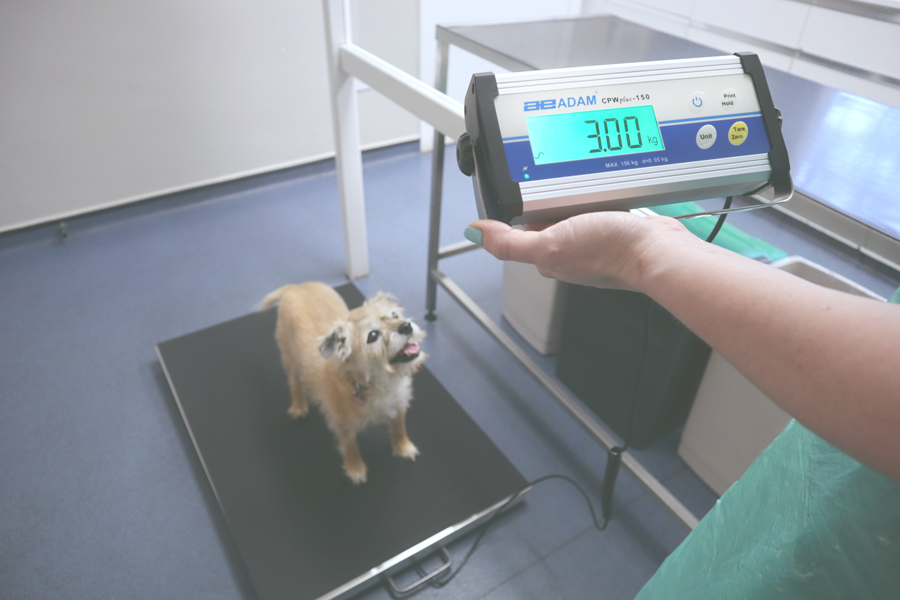 Pet Weighing Scale for Large Dogs Veterinary Scale with Anti-Slip