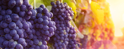 Maximize Grape Yield During Wine Production with PMB Moisture Analyzer